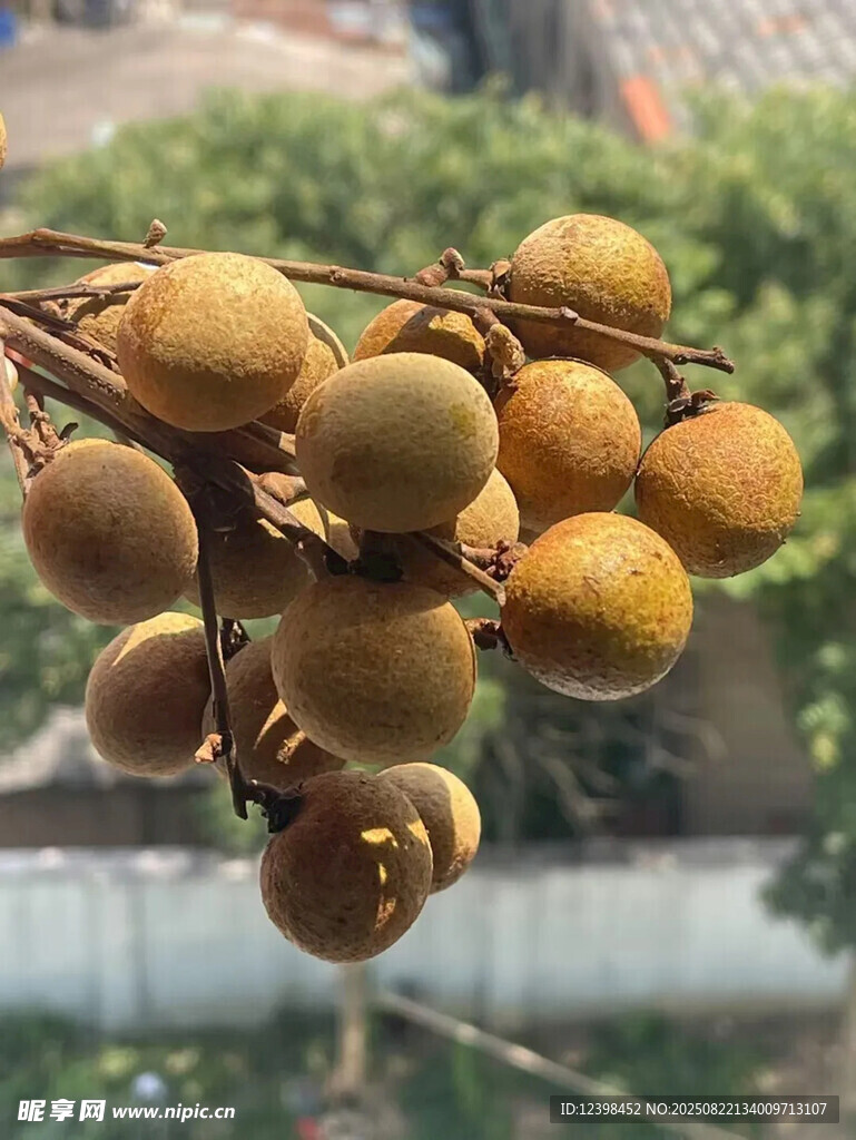 枝头饱满的龙眼果实