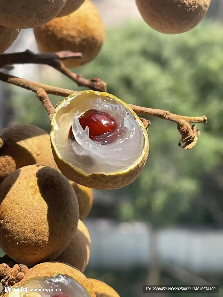 新鲜桂圆