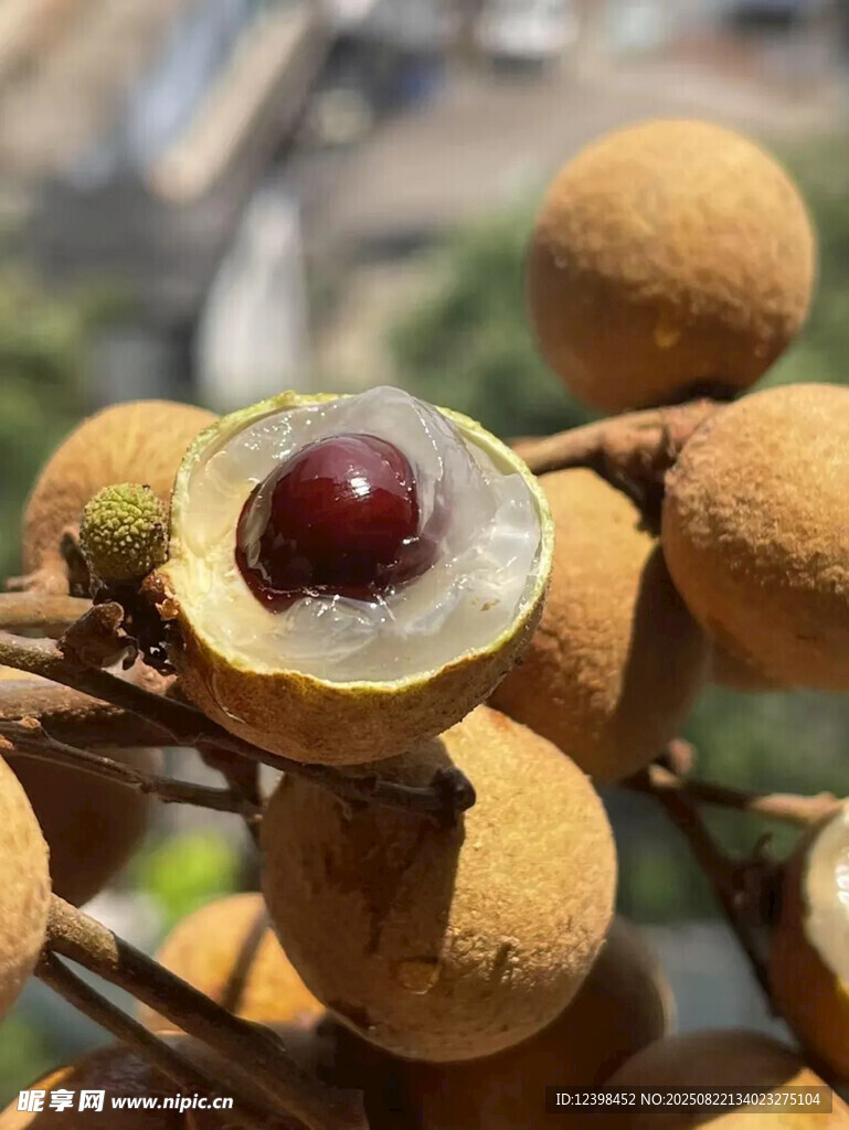 新鲜饱满的剥开龙眼果实