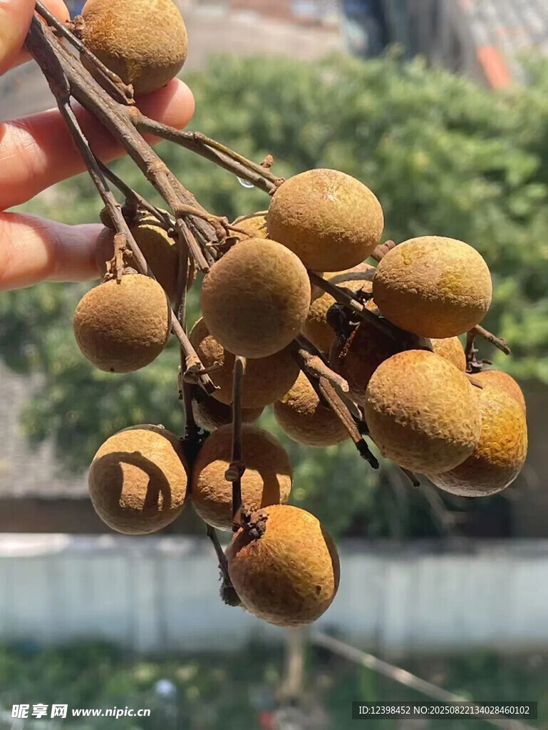 手捧新鲜龙眼果实