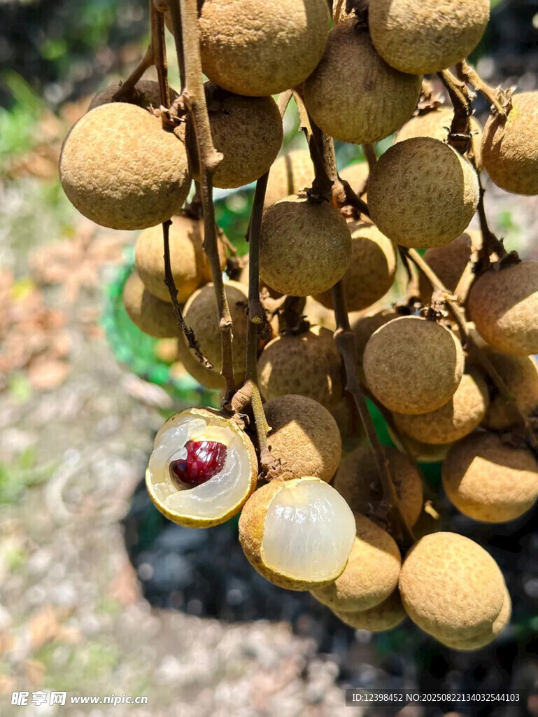枝头饱满龙眼果实诱人