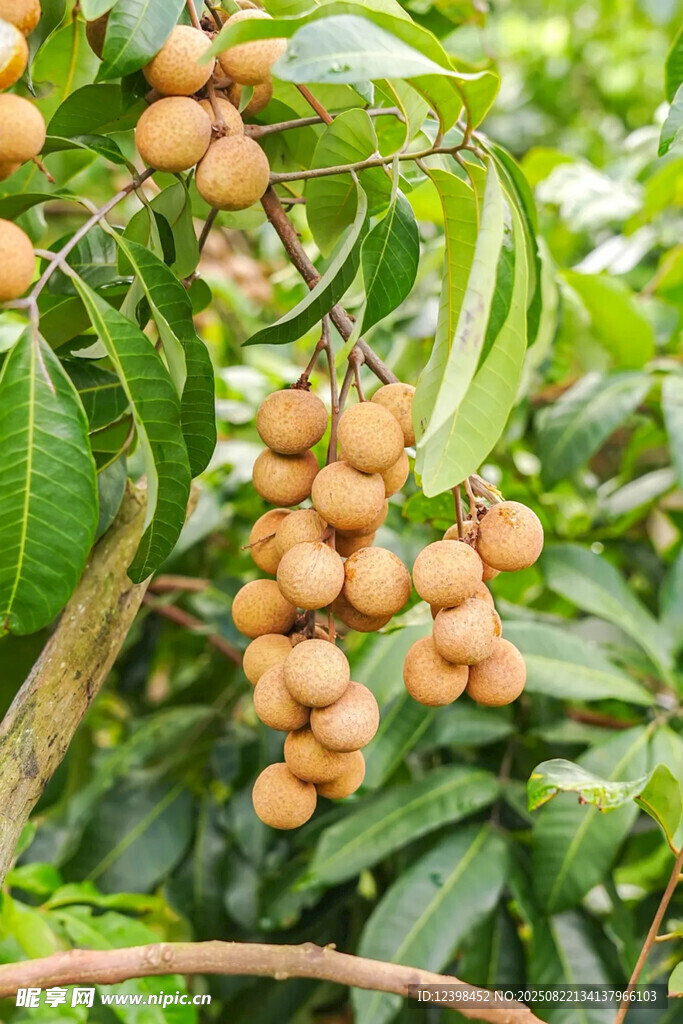 挂满果实的龙眼树