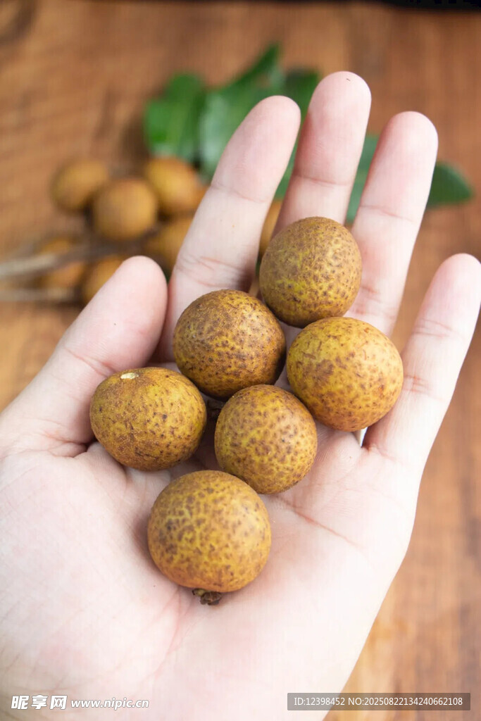 手中圆润饱满的新鲜龙眼