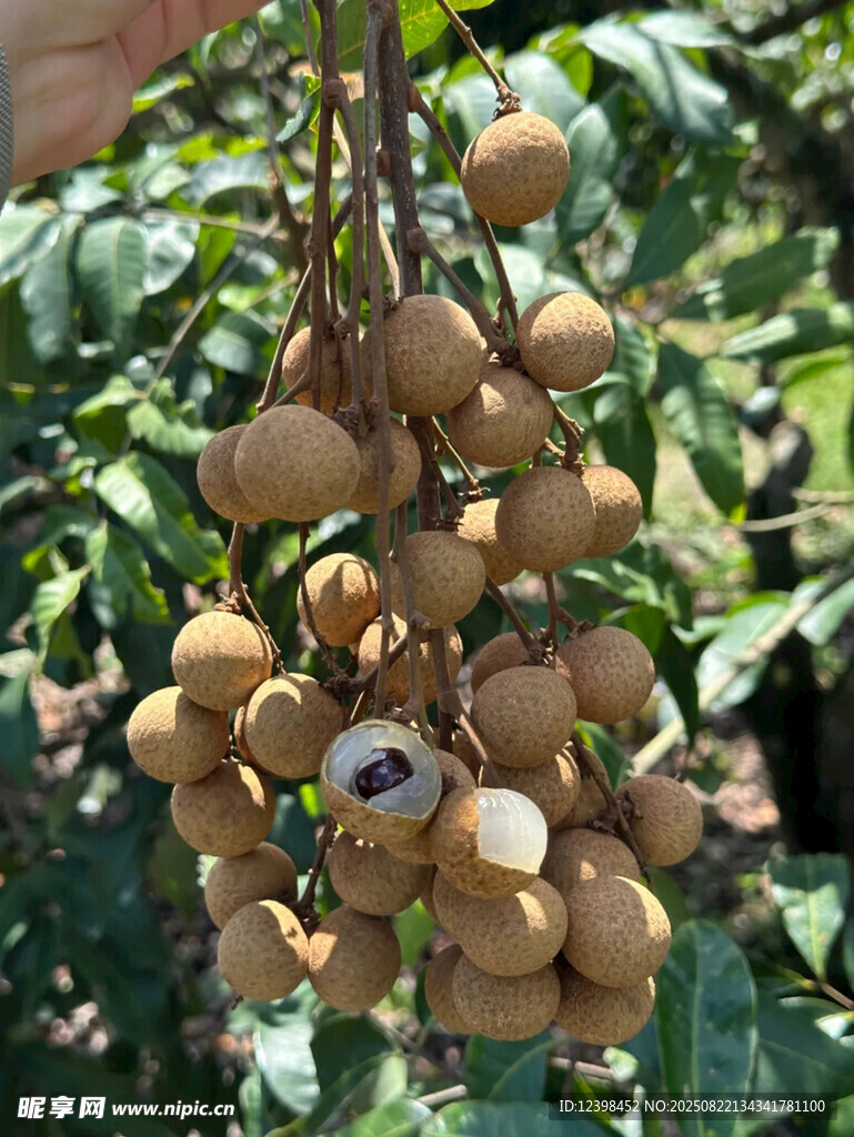 挂满枝头的饱满龙眼果实