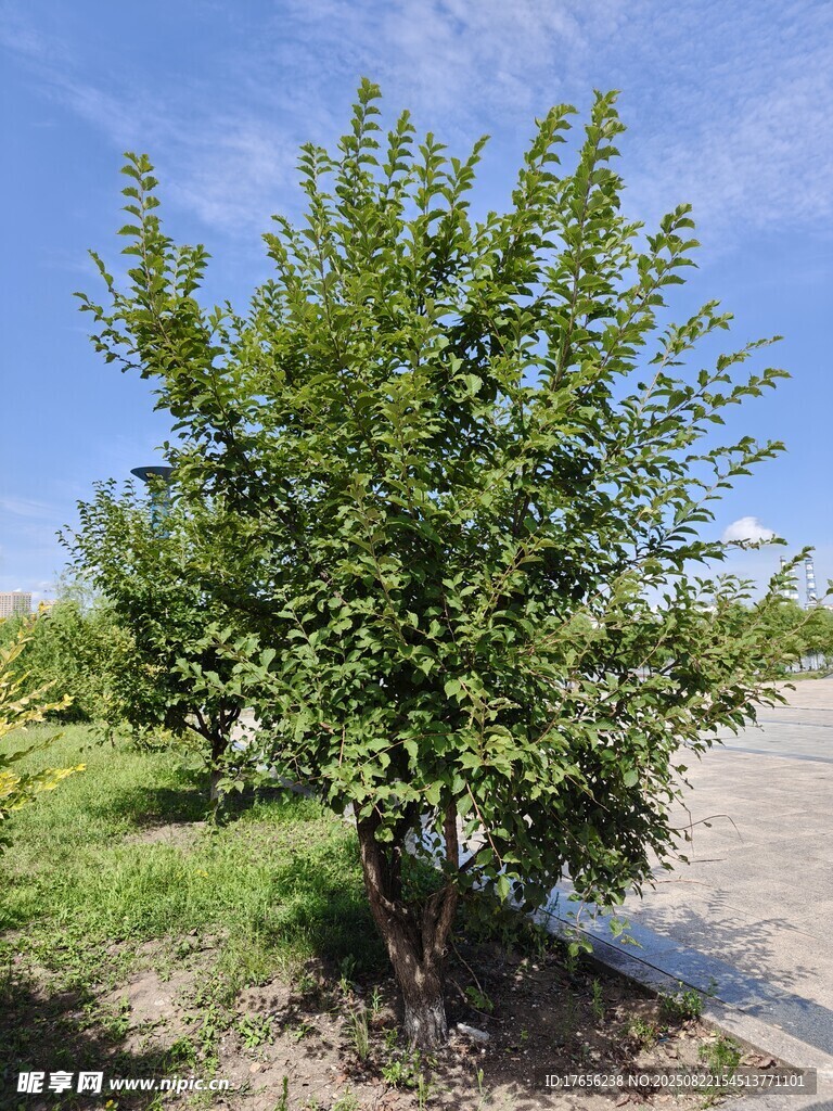 路边绿树
