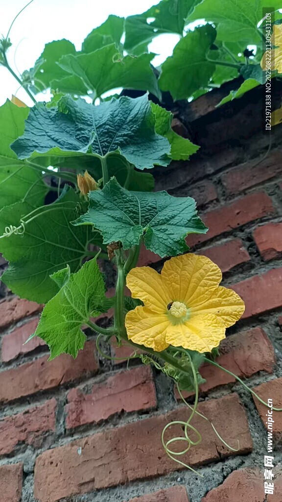 砖墙上的明艳南瓜花