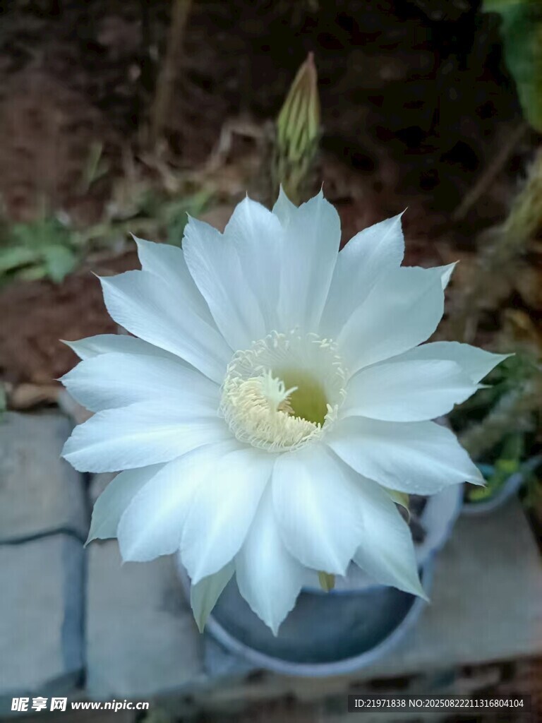 白色仙人掌花绽放