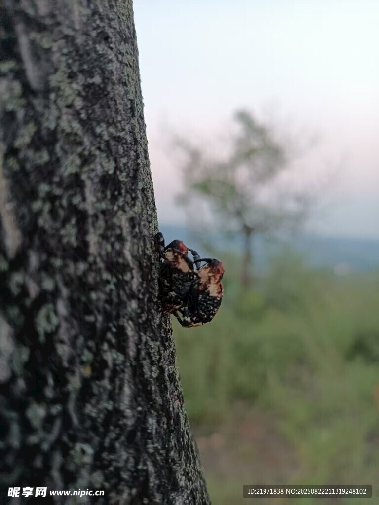树干上的多彩甲虫