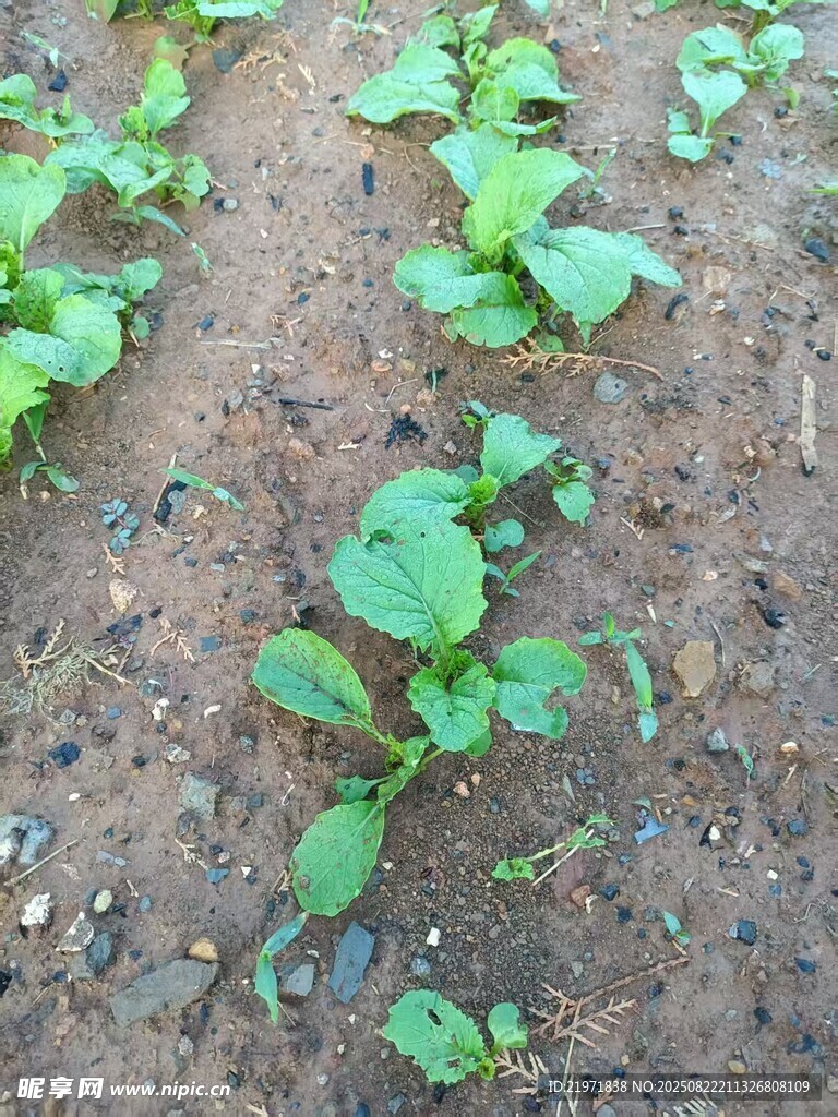 嫩绿菜苗破土而出
