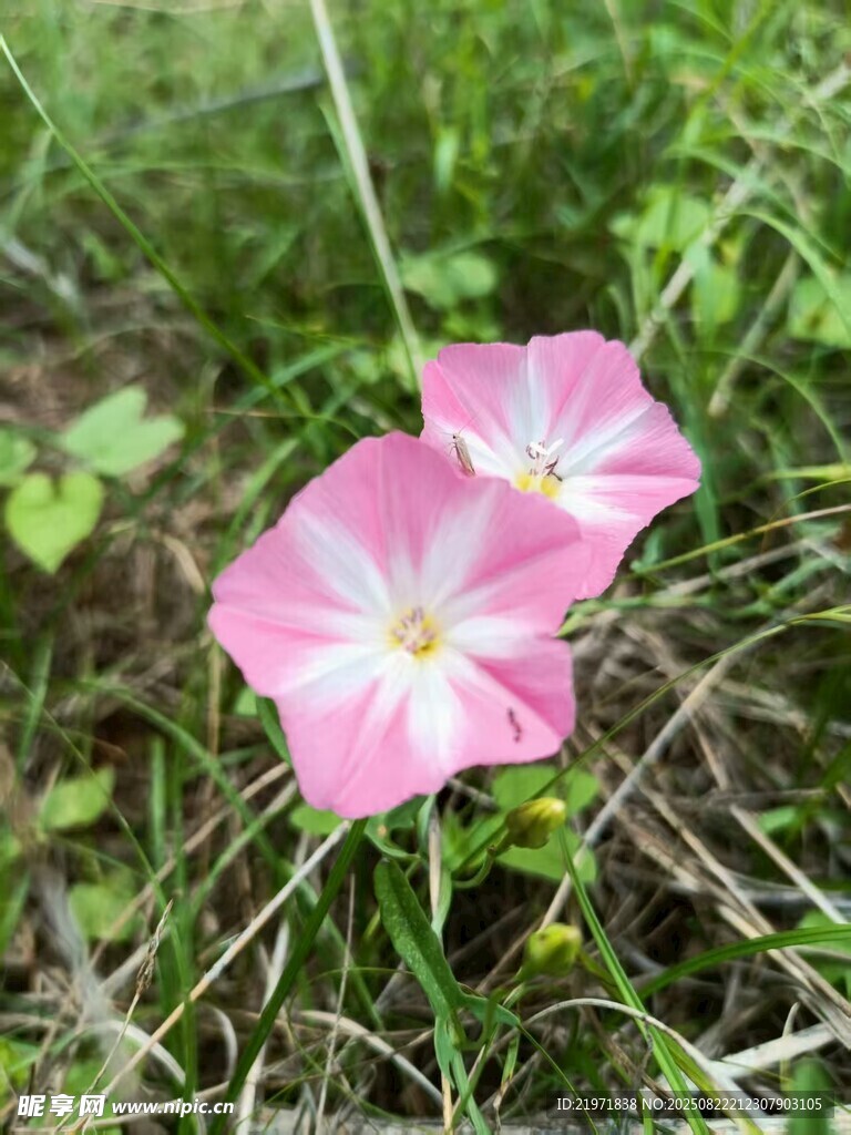 草丛中的两朵粉色牵牛花