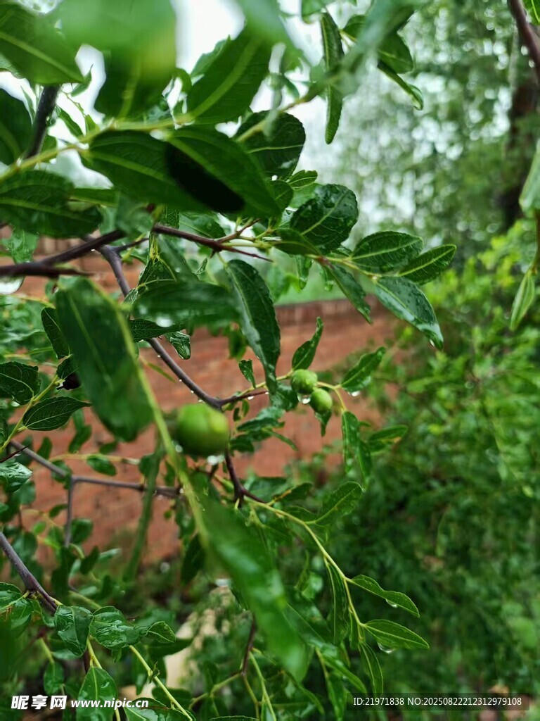 绿叶繁茂的植物景象
