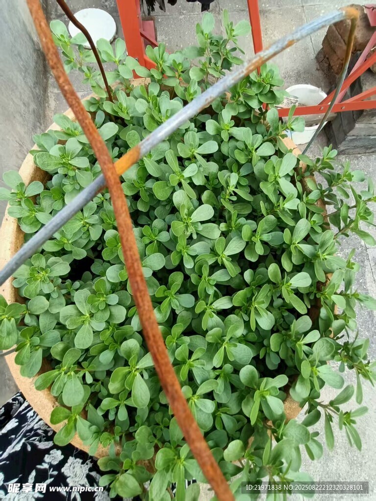 翠绿茂盛的盆栽植物