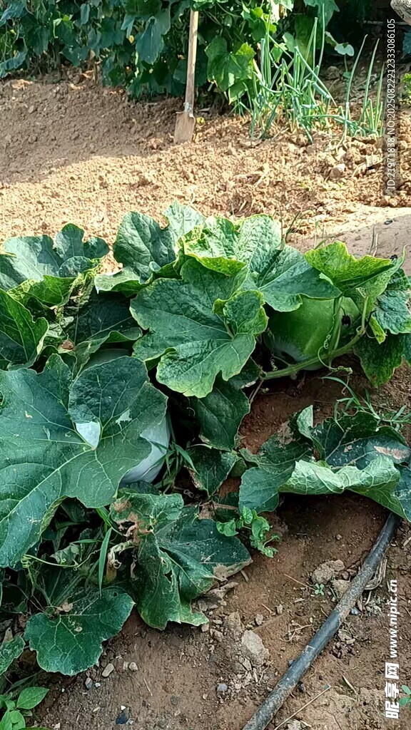 大片绿叶植物景观
