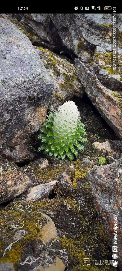 岩石上的绿色多肉植物