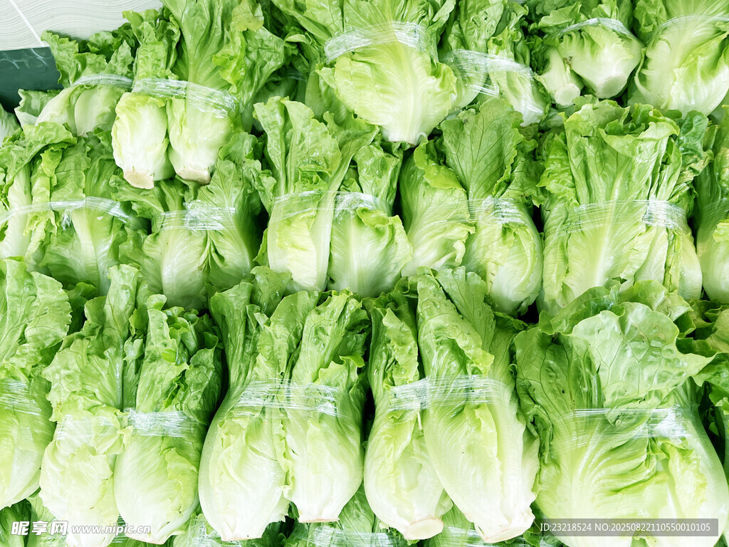生菜