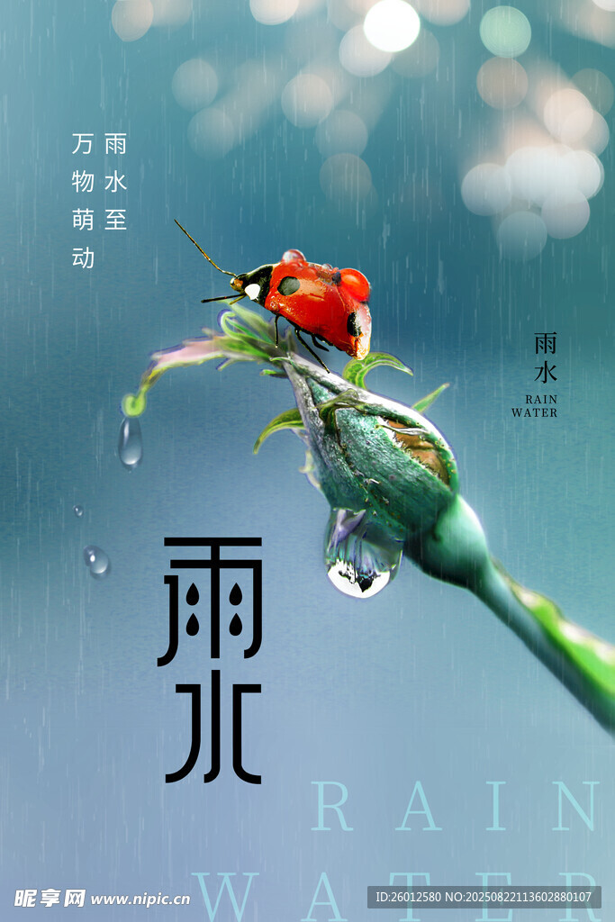 雨中瓢虫栖于嫩绿植物上