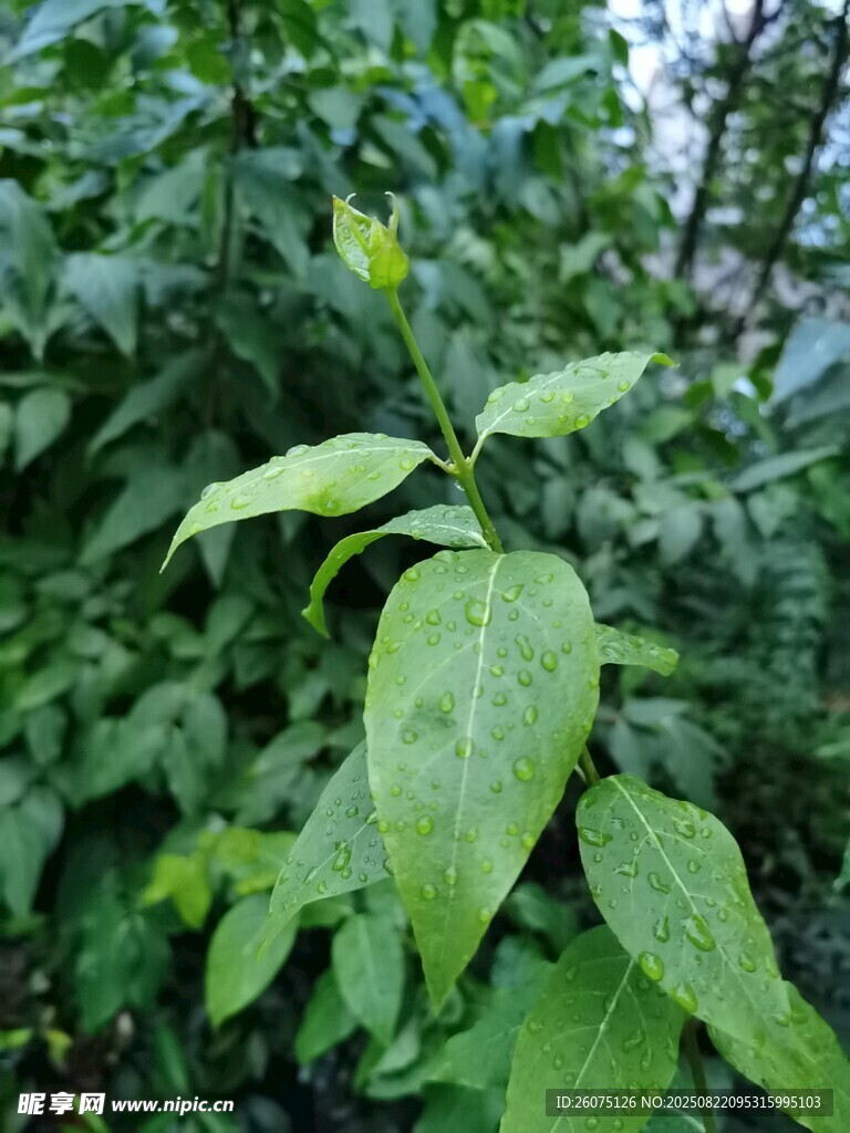 嫩绿枝叶展现自然生机