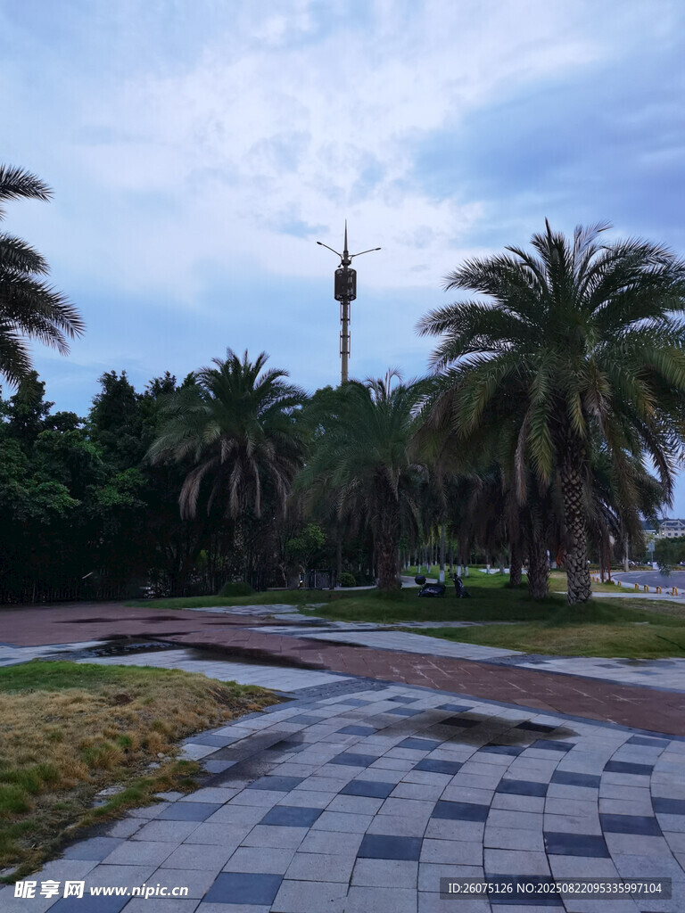 河畔广场的棕榈树景观