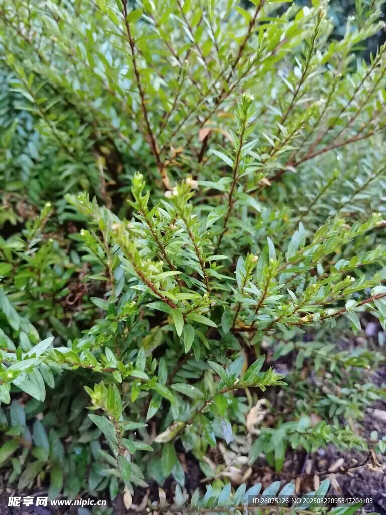 繁茂绿植展现自然生机