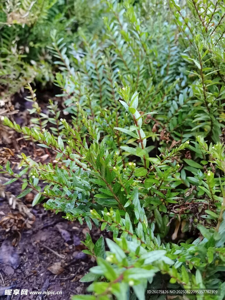 翠绿繁茂的多种植物