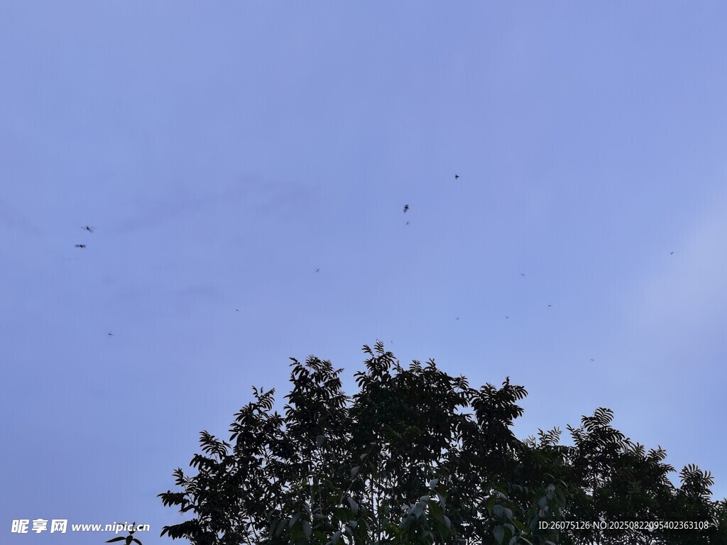 傍晚树梢与飞鸟