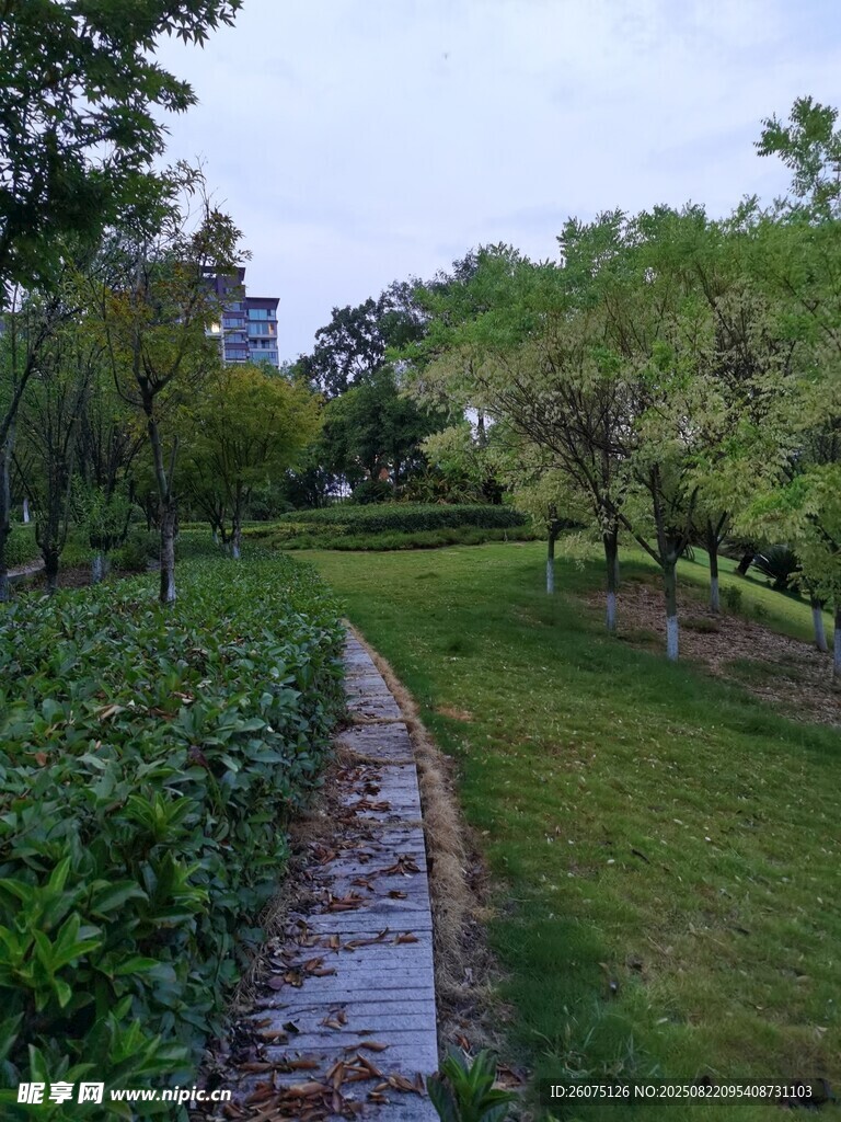 林间小径自然静谧之景