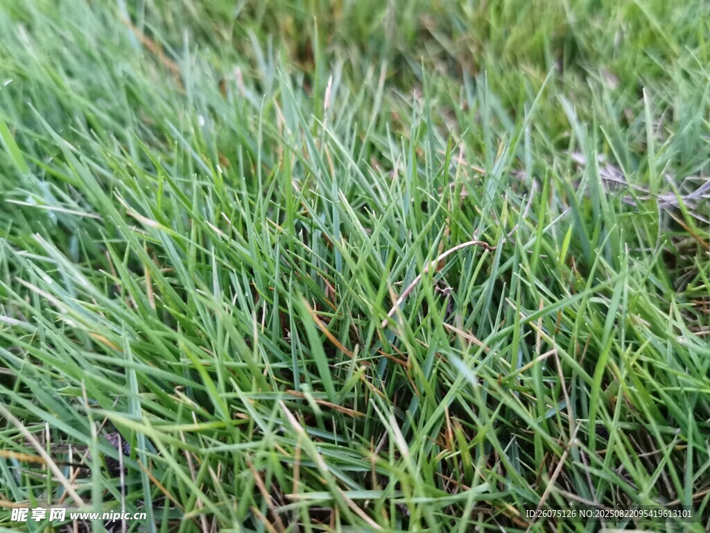 翠绿草地特写