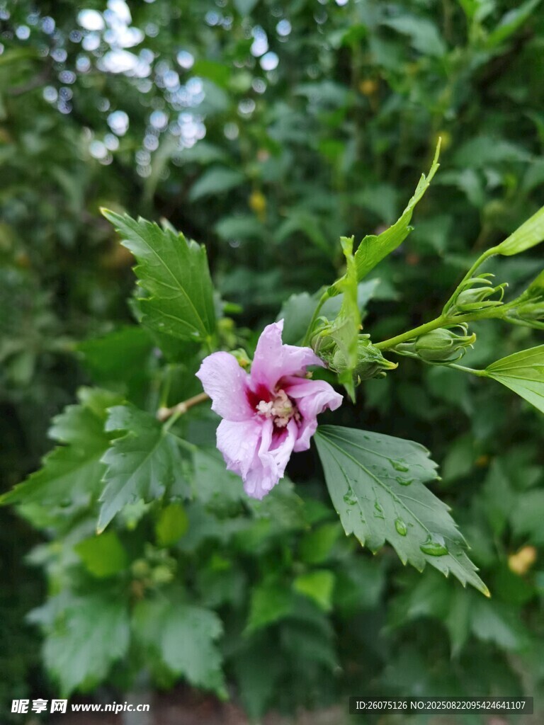 娇艳木槿花绽放绿叶间