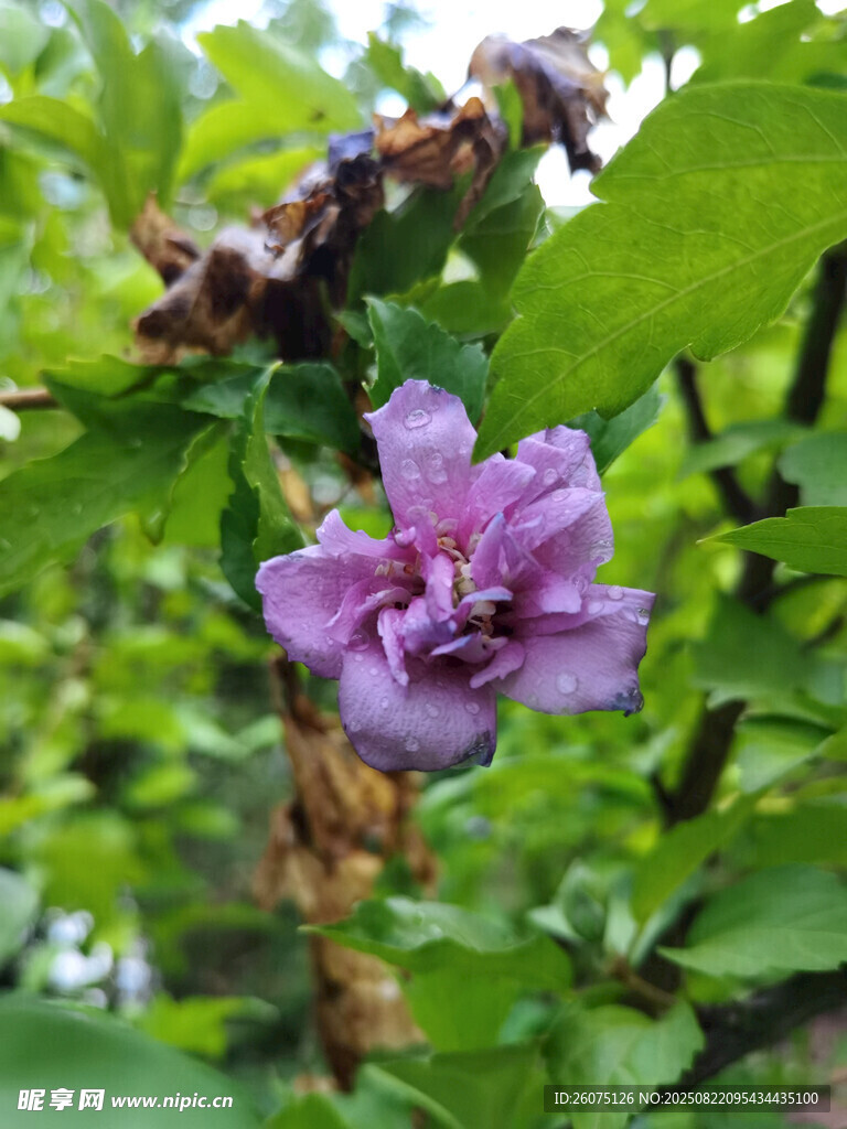 紫色木槿花绽放于绿叶间