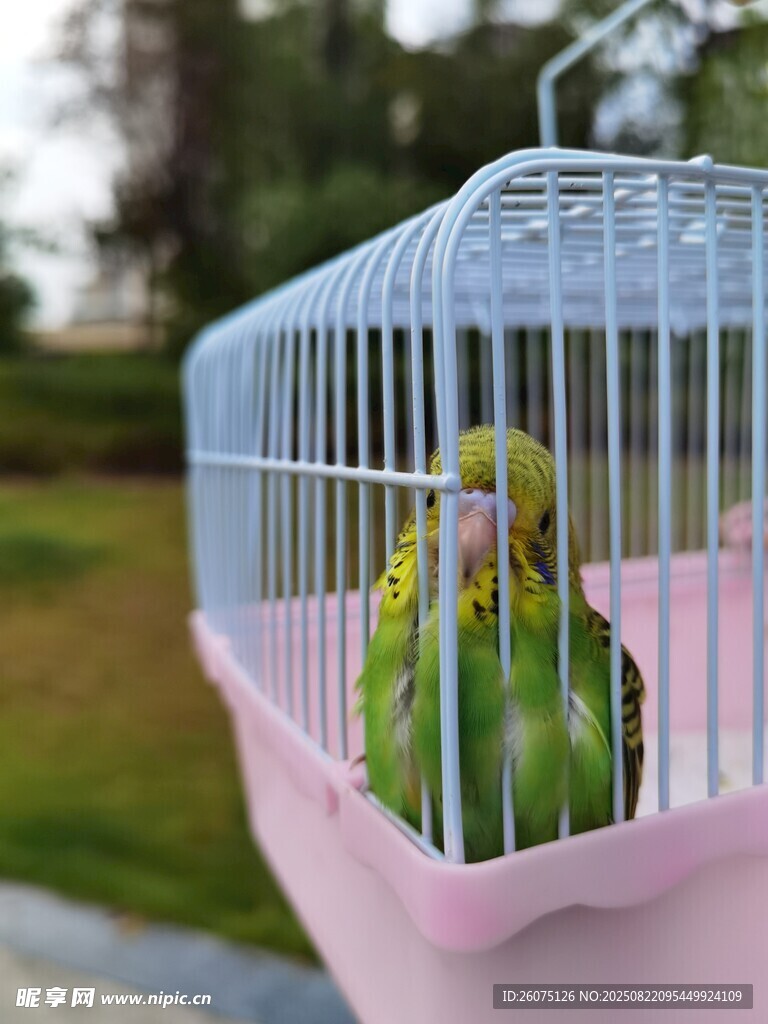 笼中可爱的虎皮鹦鹉