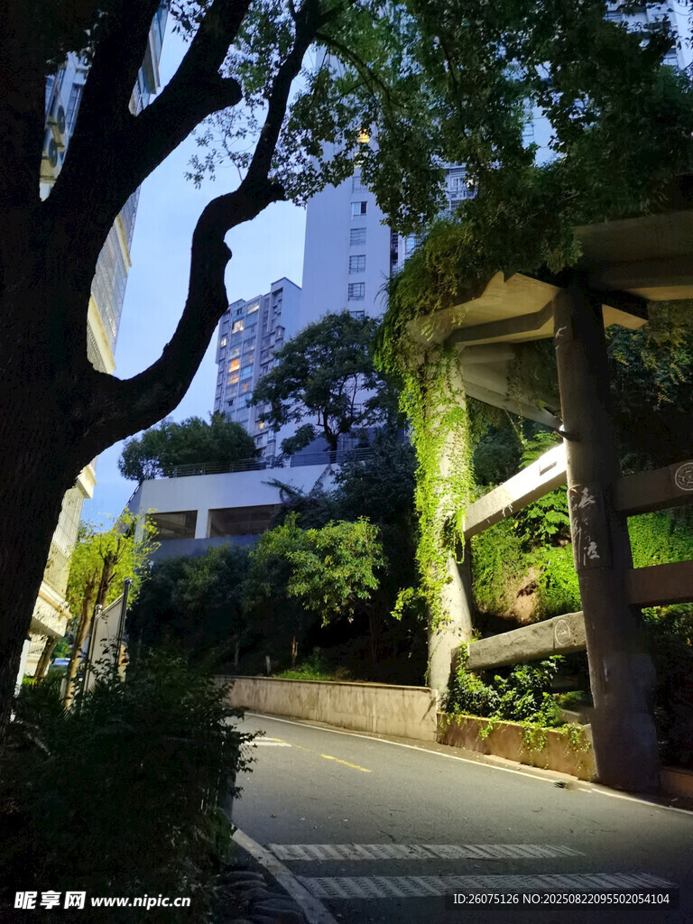 城市傍晚静谧的林荫小道