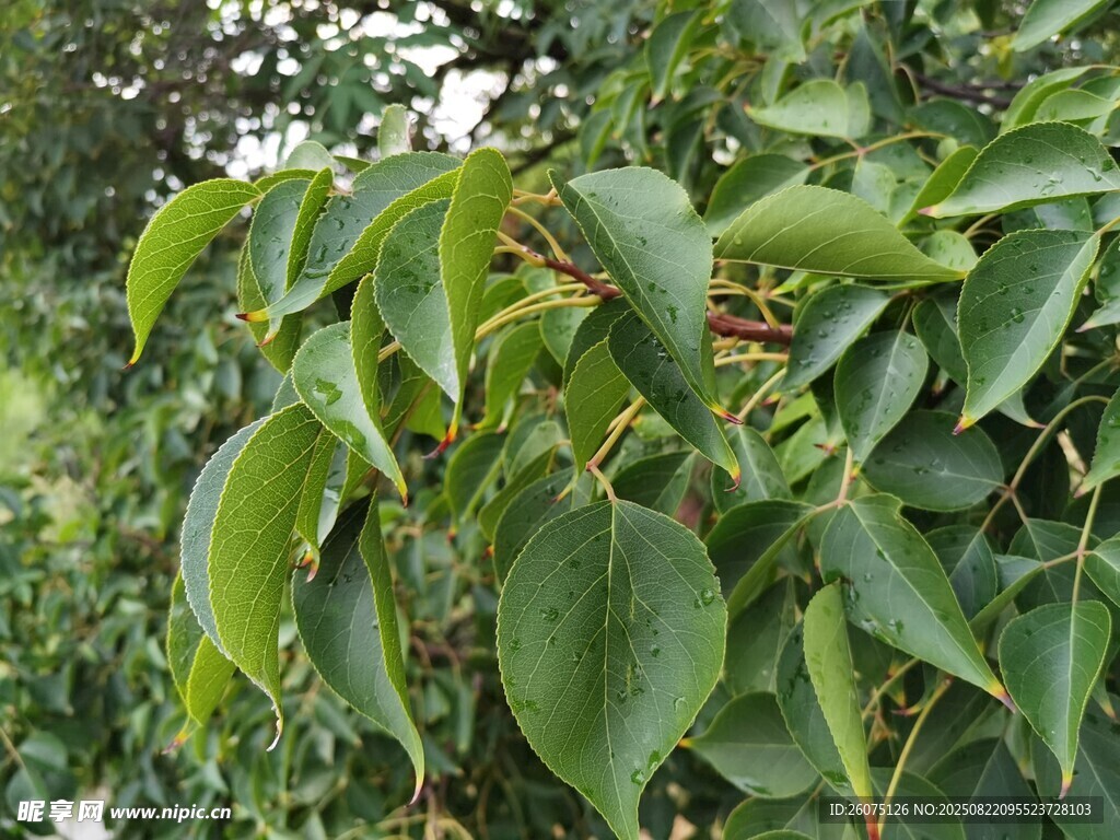 雨后翠绿繁茂的植物叶片