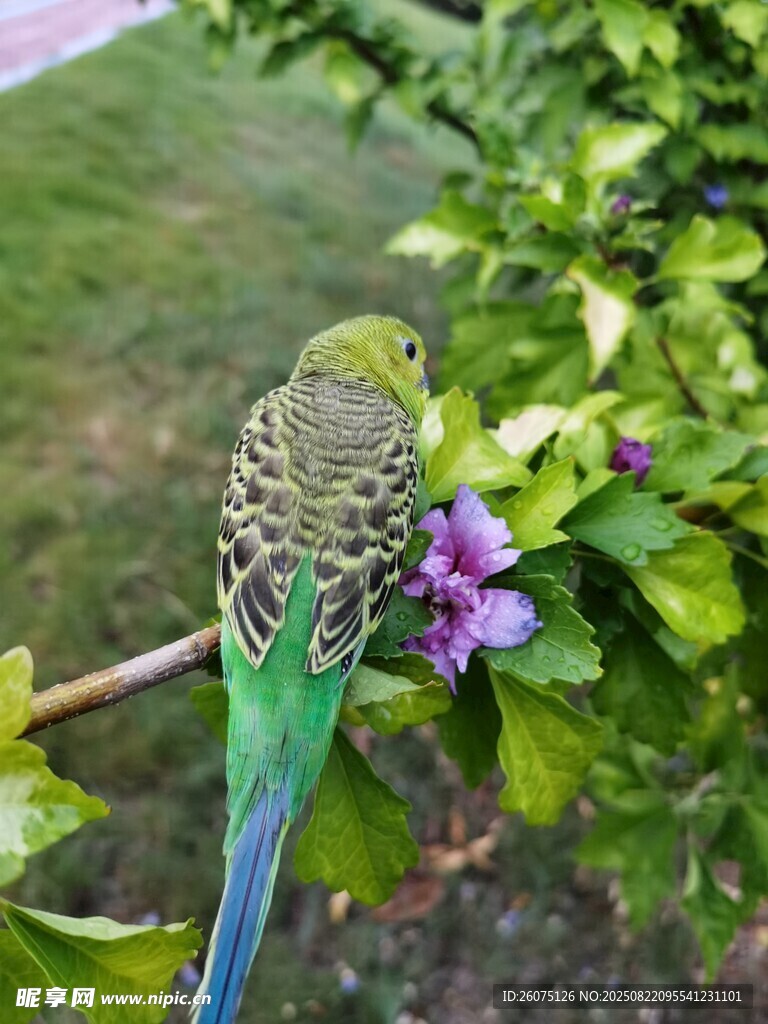枝头虎皮鹦鹉赏紫花