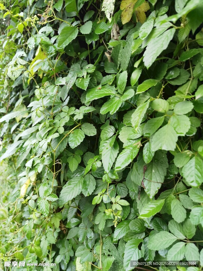翠绿藤蔓覆盖的生机墙面