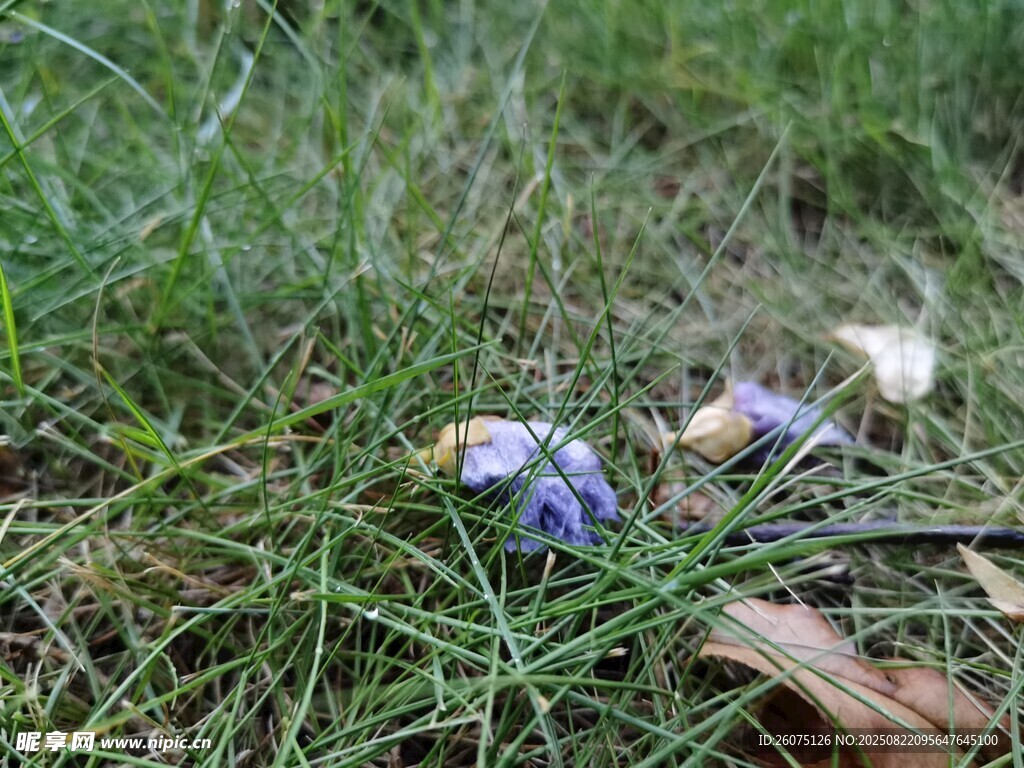 翠绿草地与凋零紫色小花