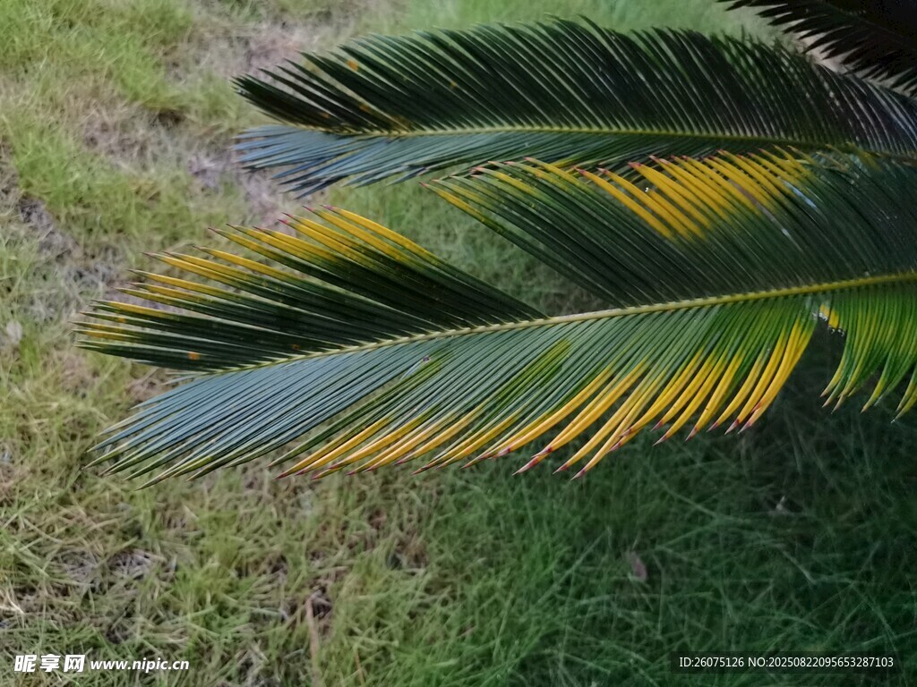 铁树叶片特写