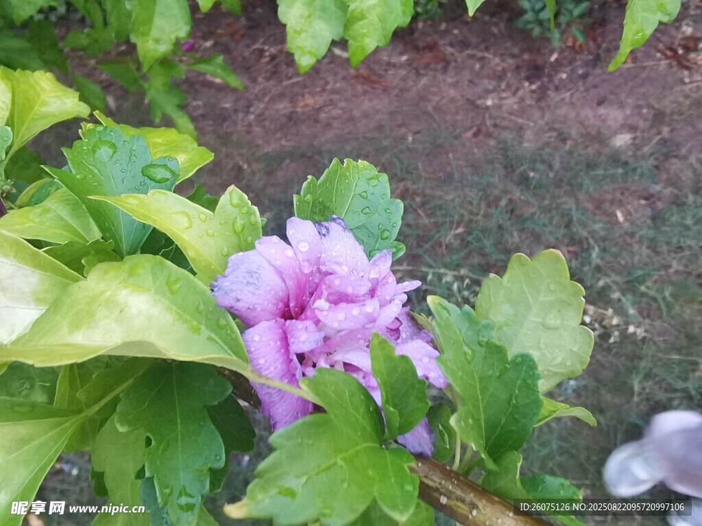 娇艳绽放的紫色花卉