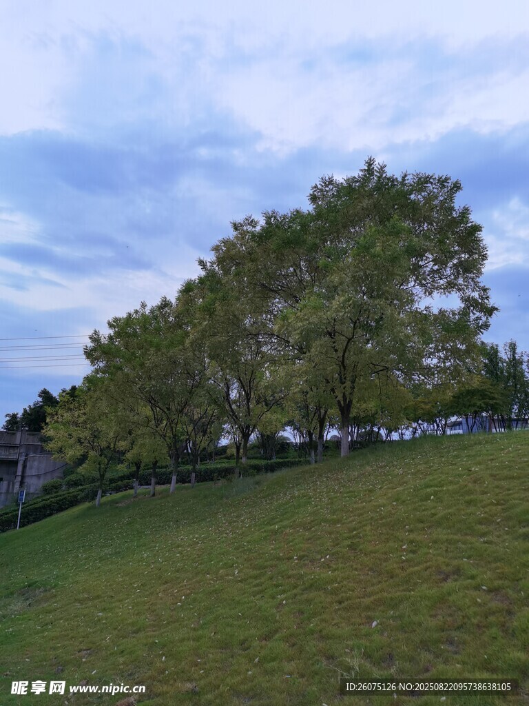 草地旁的葱郁树木景观