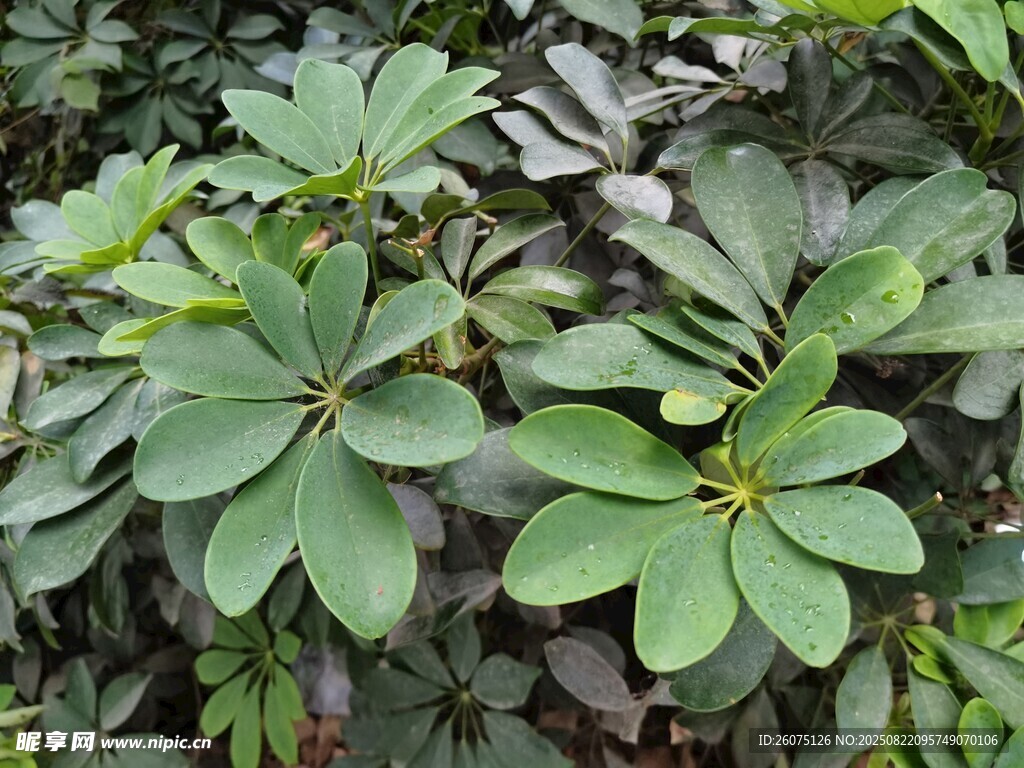 翠绿茂盛的植物叶片