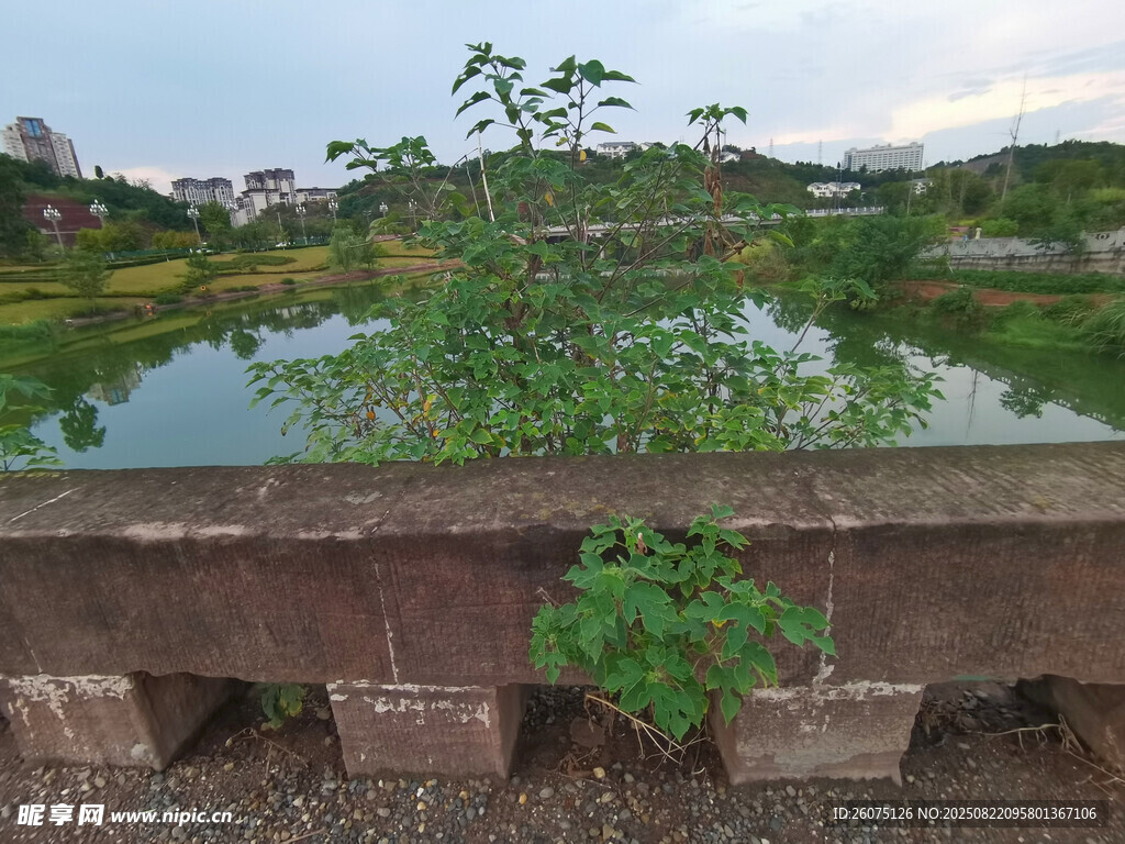 桥上绿植与远处湖景