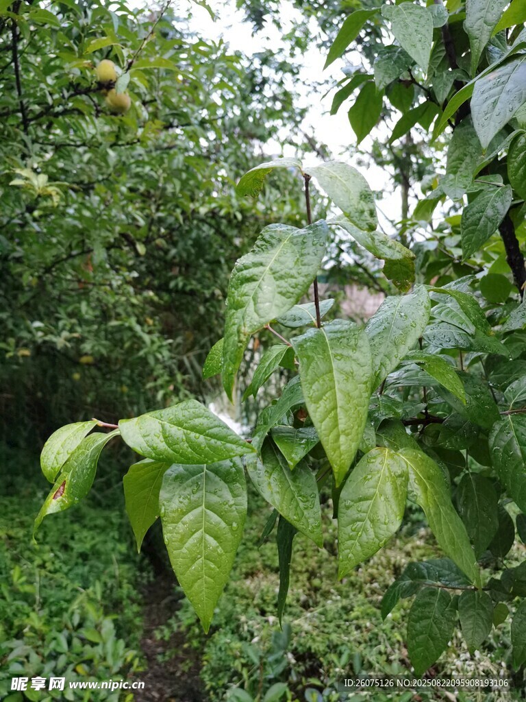 繁茂绿植生机盎然的景象