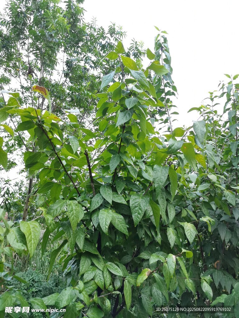 繁茂绿叶植物景观