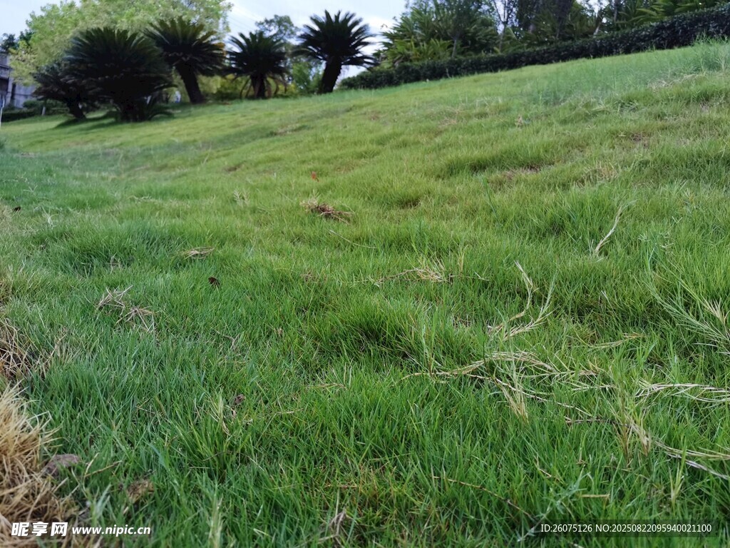 翠绿草地自然清新景致