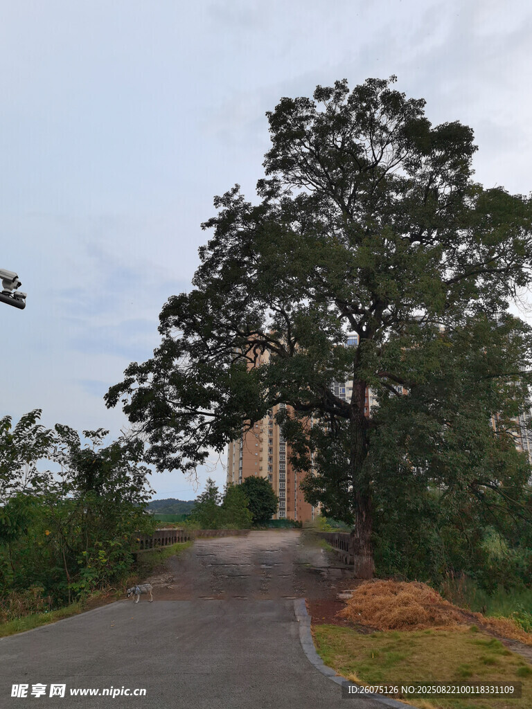 乡村路旁大树与开阔景致