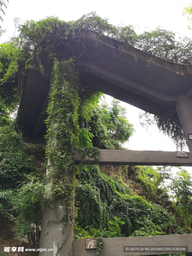 藤蔓覆盖的老旧建筑一角