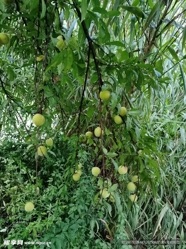 挂满果实的繁茂桃树
