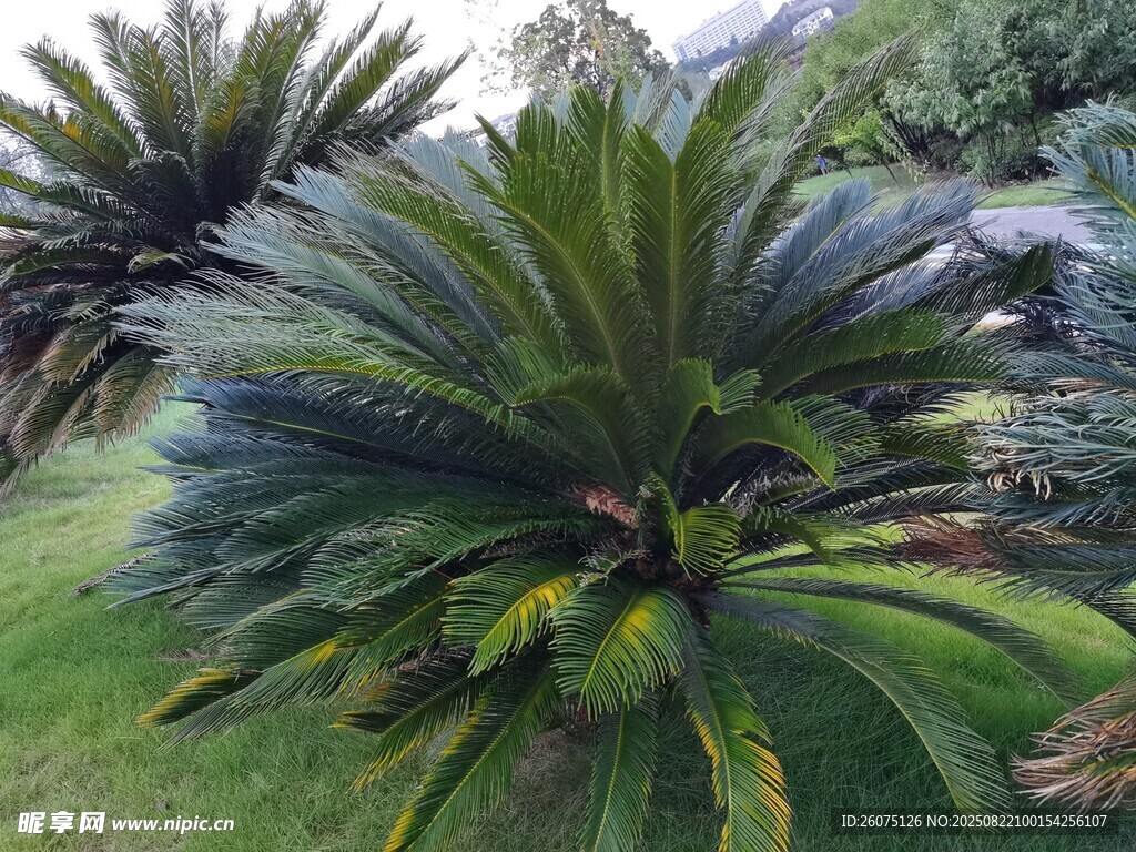 铁树植物特写