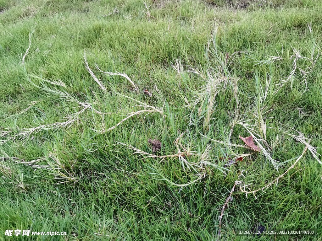 翠绿草地特写