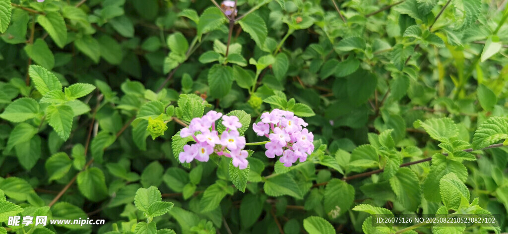 绿叶丛中的紫色小花