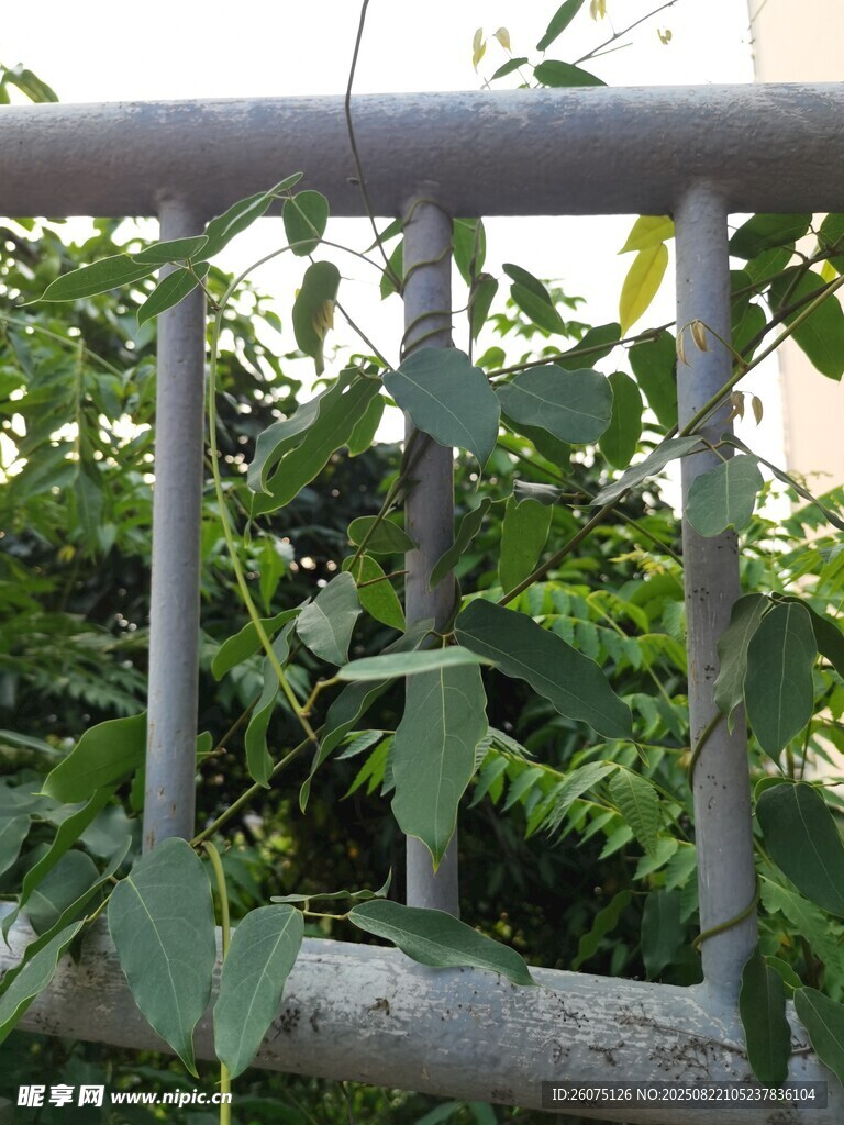 栏杆旁的繁茂绿植